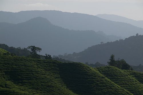 Cameron Highlands