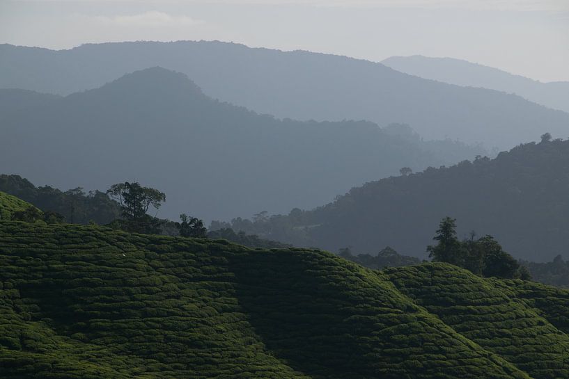 Cameron Highlands by Aart Prikker