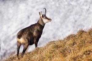 Le chamois dans les Alpes