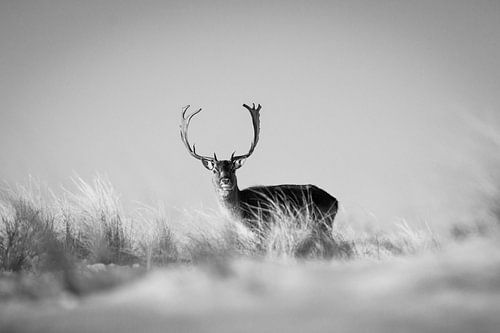 Deer in the snow in Zandvoort