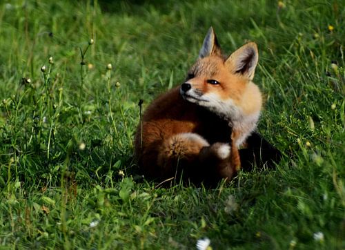 Een jonge vos in een veld