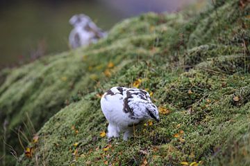 Alpenschneehuhn im Hochland von Iceland