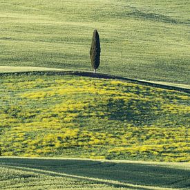Landscape at sunrise around Pienza, Val d'Orcia, Tuscany by Walter G. Allgöwer