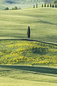 Paysage au lever du soleil autour de Pienza, Val d'Orcia, Toscane