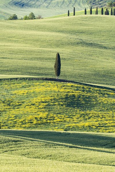 Landschaft bei Sonnenaufgang um Pienza, Val d'Orcia, Toskana von Walter G. Allgöwer
