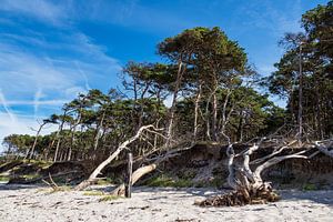 Trees on shore of the Baltic Sea van Rico Ködder