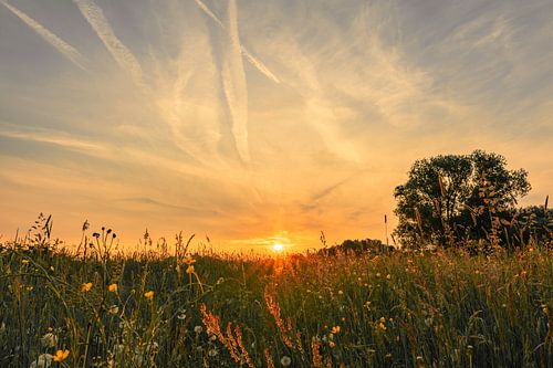 In het veld buiten de voordeur