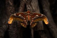 Unique moth