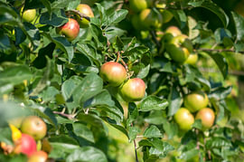 Frische rote und grüne Äpfel, die am Apfelbaum reifen von Milcho Milev