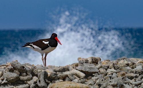Oystercatcher at sea.