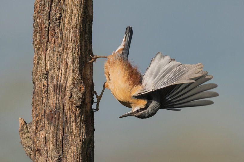European Nuthatch, Sitta europaea by Beschermingswerk voor aan uw muur