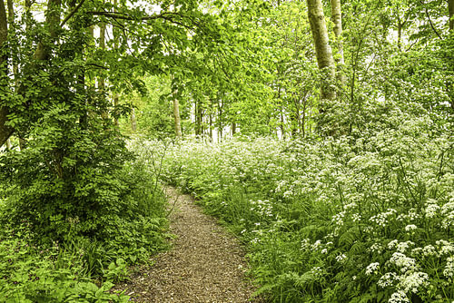 Forest path