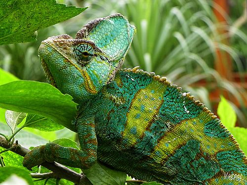Chameleon