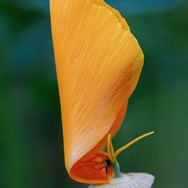 The sail has been set by Ronald Kehrwieder