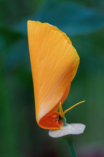 The sail has been set