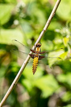 Female bank dragonfly by Ronenvief
