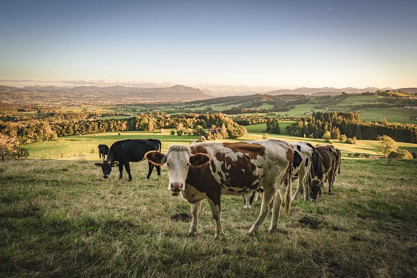 Sweet cow with Allgäu mountains in the background by Leo Schindzielorz