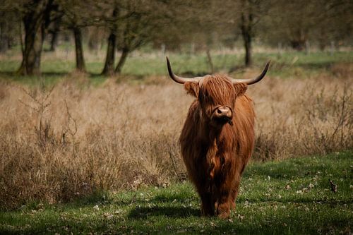 Schotse hooglander in Schinveld