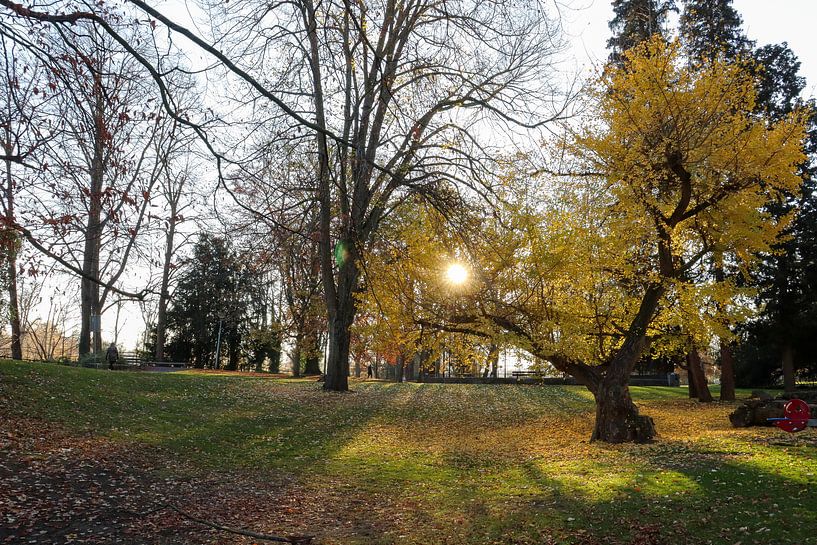 L'automne en photo par Westerhof.JPG