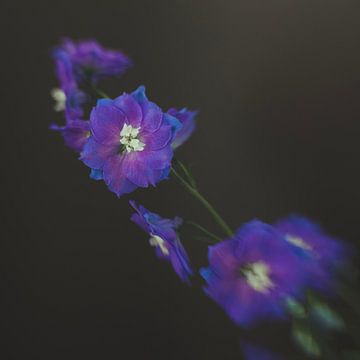 Fine Art Flower Purple van Carin Ivana