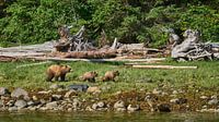 La famille Grizzly en randonnée