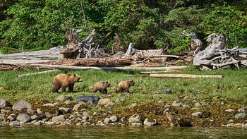 Grizzly family on a hike