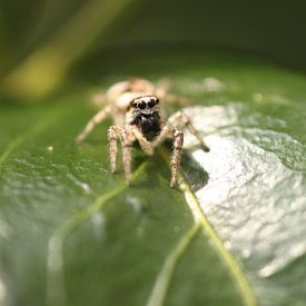 Spider on leaf by Ruud Wijnands