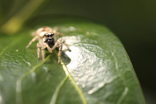 Spider on leaf