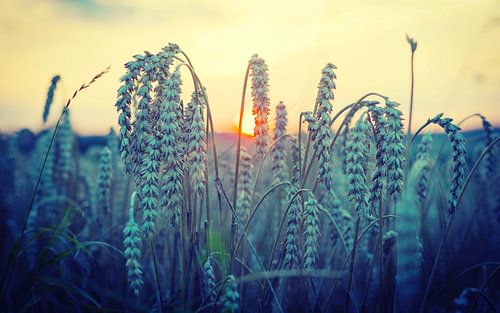 Ears of corn in the evening light by Johannes Huss