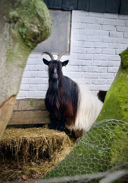 goat in the stable among the trees by oscar van zessen