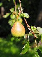 Stewed pear still hanging on the tree