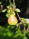 Stewed pear still hanging on the tree by Helene Ketzer thumbnail