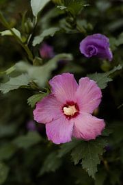 macro photography pink flower in southern France. by Fotograaf Elise