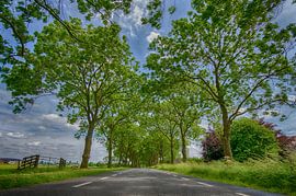 Polderweg in het Groene Hart sur John Wiersma