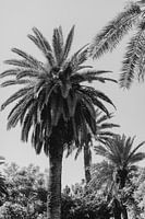 Tropical palm trees black and white, Marrakech