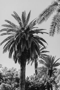 Tropische palmbomen zwart-wit, Marrakech van Joke van Veen