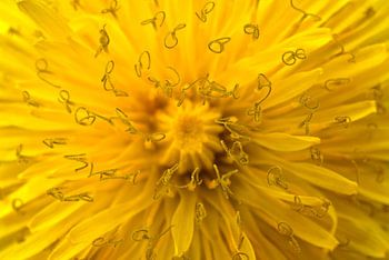 Dandelion close up
