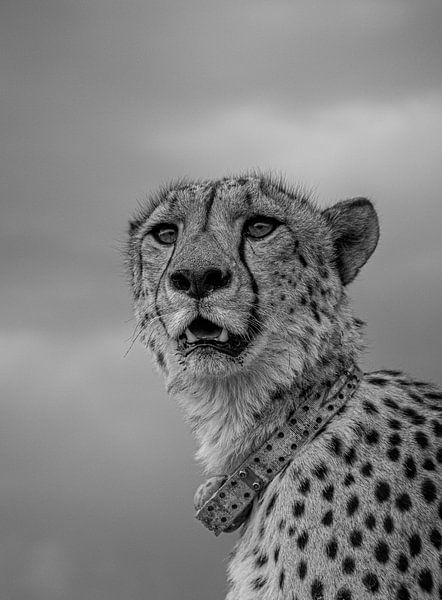 cheetah namibie black&amp;white by Idphotography