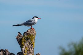 Common tern on a stump by Marcel Jagt
