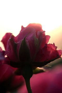 Rose before the light by Felisa Friedman