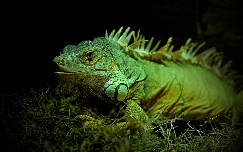 Ich sehe Dich - Leguan von Gerda Hoogerwerf
