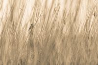 Im Schilf verborgener Vogel (abstraktes Foto)