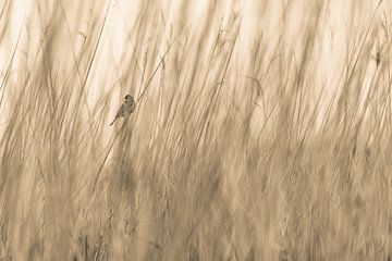 Vogel verstopt in het riet (abstracte foto) van Ingmar de Vegte