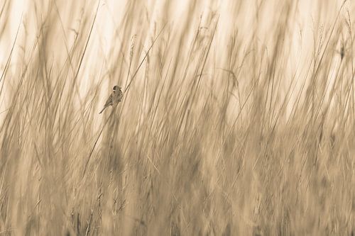 Oiseau caché dans un roseau (photo abstraite)