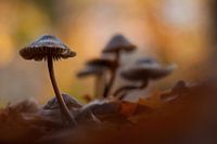 paddenstoelen