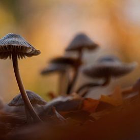 paddenstoelen von Erik van Velden