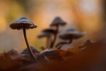 paddenstoelen van Erik van Velden