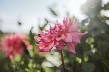 Dahlia in bloom