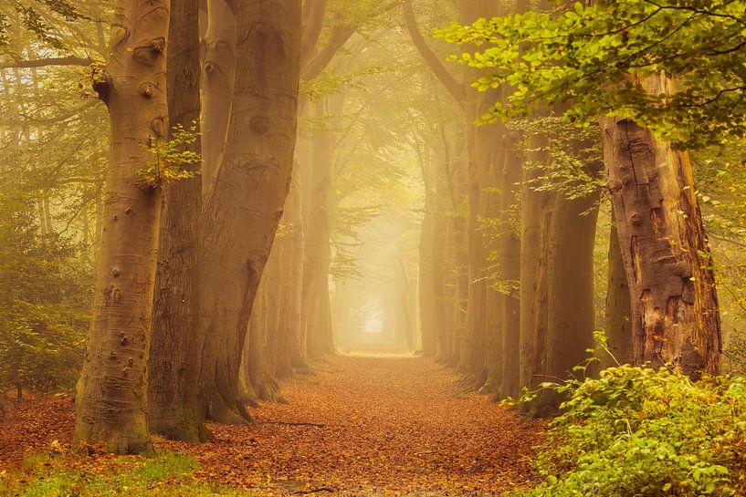 Forest avenue in mist with green branches by KB Design & Photography (Karen Brouwer)