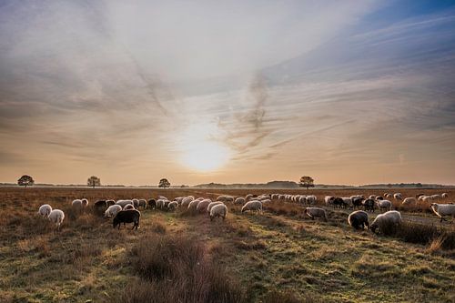 Drenthe in avondlicht